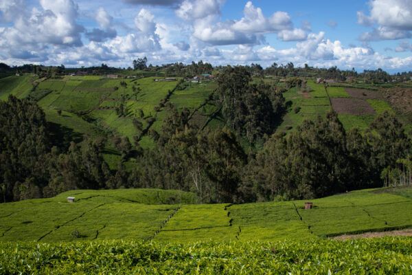 Landscape Kenya.