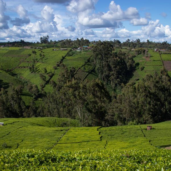 Landscape Kenya.