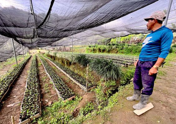 A worker tends to coffee plants