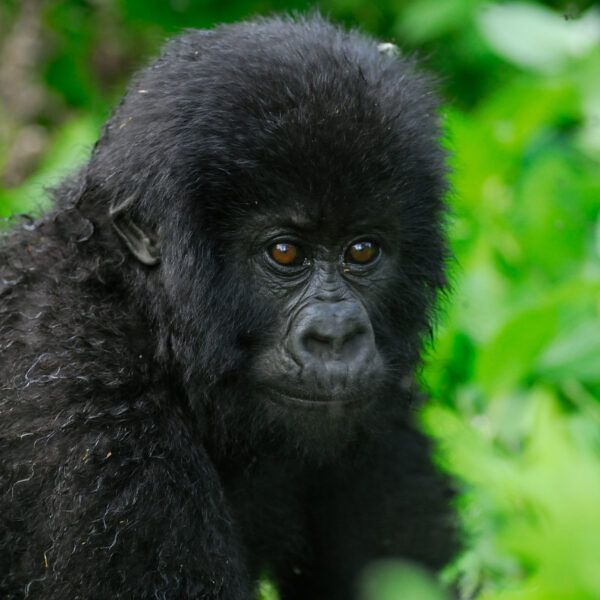 Young Gorilla looking at camera