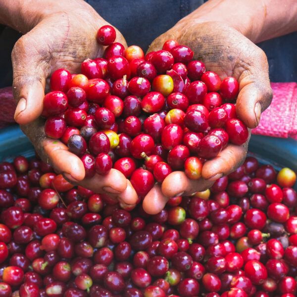 Hands holding coffee beans.