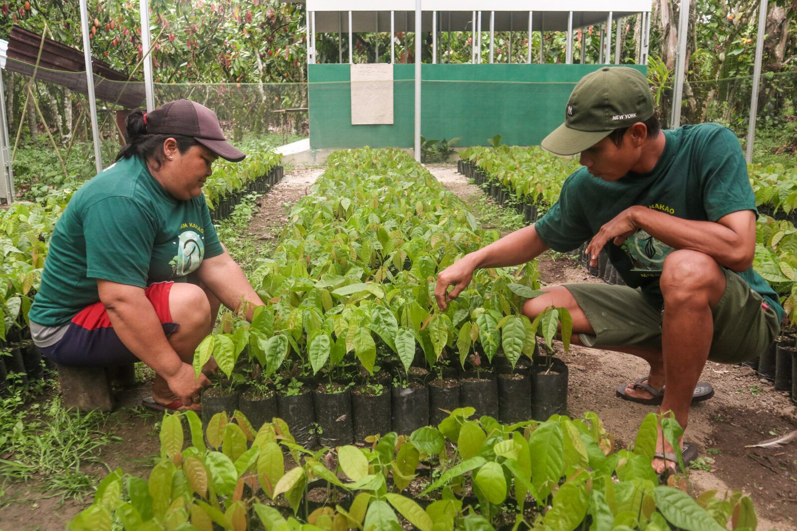 Two people crouching over seedlings on a seedling farm.