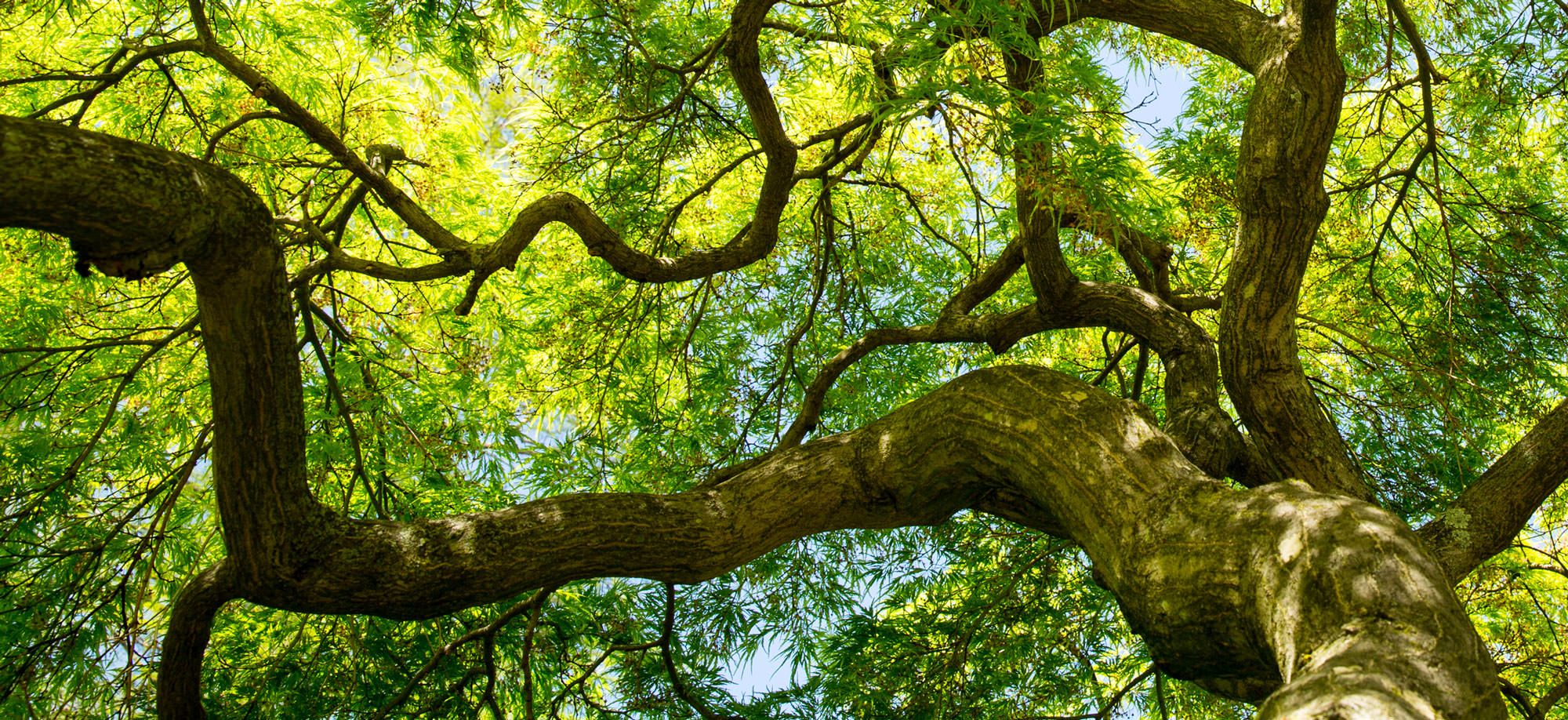 Japanese maple