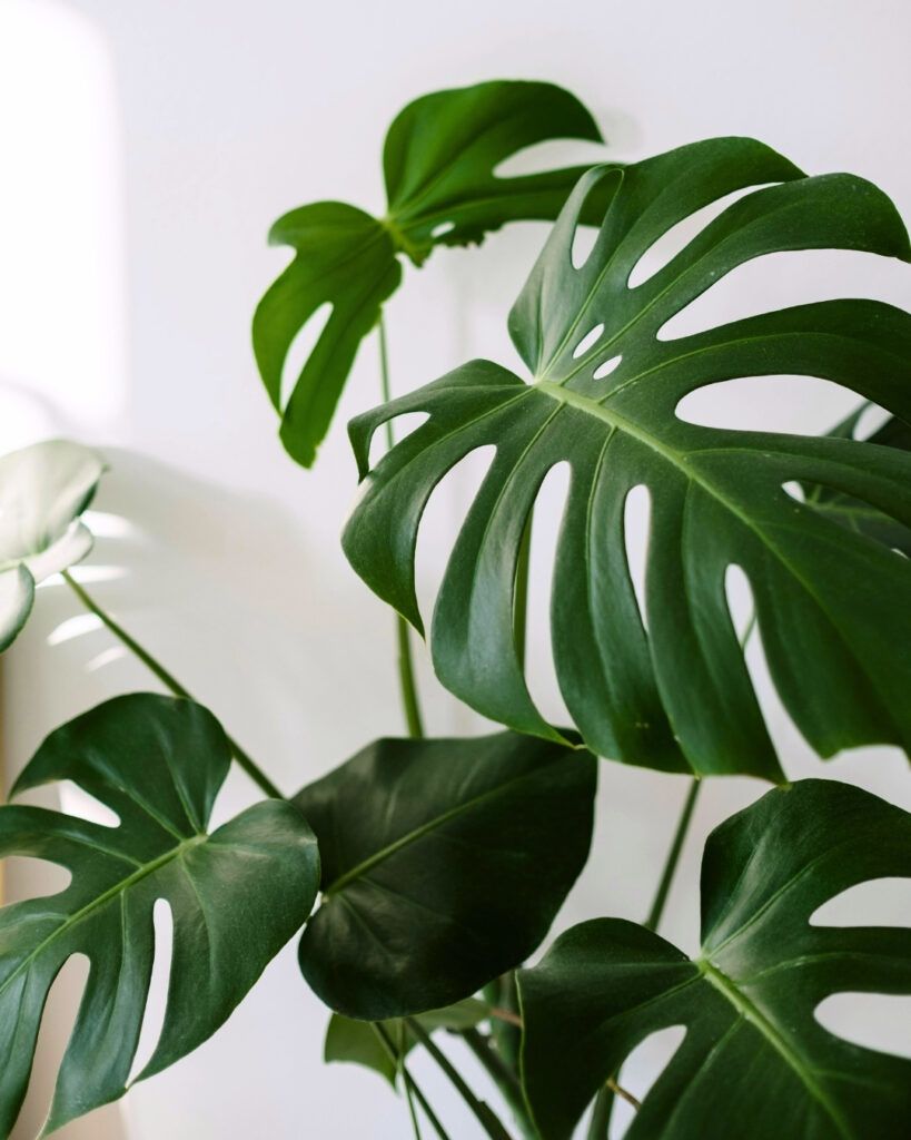 Monstera Deliciosa plant