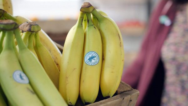Rainforest Alliance Certified seal on bananas